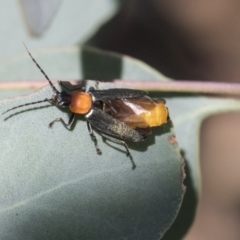 Chauliognathus tricolor at Acton, ACT - 11 Feb 2021