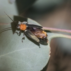 Chauliognathus tricolor at Acton, ACT - 11 Feb 2021