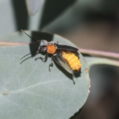 Chauliognathus tricolor at Acton, ACT - 11 Feb 2021