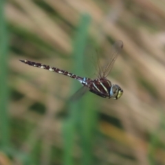 Adversaeschna brevistyla (Blue-spotted Hawker) at Fyshwick, ACT - 22 Feb 2021 by roymcd