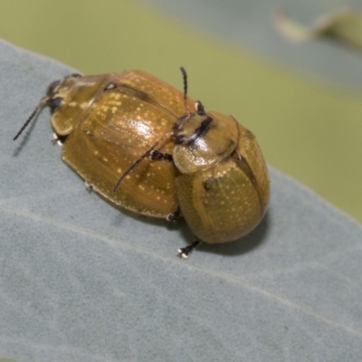 Paropsisterna cloelia (Eucalyptus variegated beetle) at Acton, ACT - 11 Feb 2021 by AlisonMilton