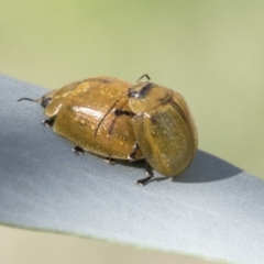 Paropsisterna cloelia at Acton, ACT - 11 Feb 2021 02:35 PM