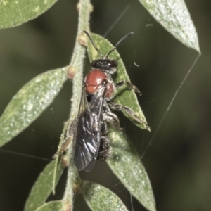 Lasioglossum (Callalictus) callomelittinum at Acton, ACT - 11 Feb 2021