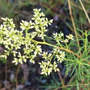 Cassinia quinquefaria at Cook, ACT - 22 Feb 2021