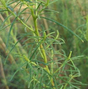 Cassinia quinquefaria at Cook, ACT - 22 Feb 2021 08:51 AM