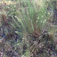 Cassinia quinquefaria at Cook, ACT - 22 Feb 2021