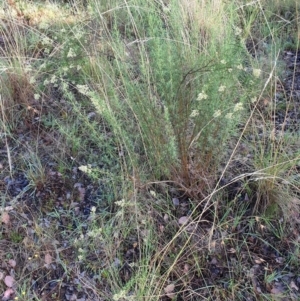 Cassinia quinquefaria at Cook, ACT - 22 Feb 2021 08:51 AM