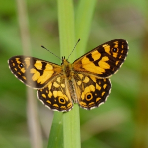 Oreixenica lathoniella at Paddys River, ACT - 22 Feb 2021