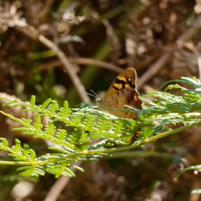 Heteronympha banksii (Banks' Brown) at Paddys River, ACT - 22 Feb 2021 by DPRees125