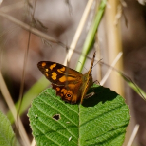Heteronympha banksii at Paddys River, ACT - suppressed