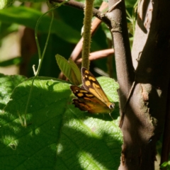 Heteronympha banksii at Paddys River, ACT - 22 Feb 2021