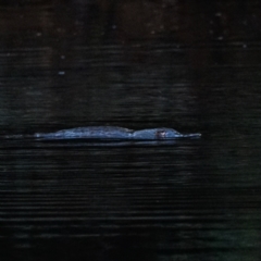Ornithorhynchus anatinus (Platypus) at Lower Cotter Catchment - 22 Feb 2021 by Ct1000