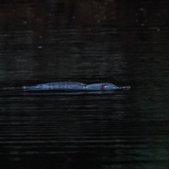 Ornithorhynchus anatinus (Platypus) at Cotter River, ACT - 22 Feb 2021 by Ct1000