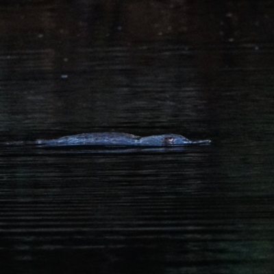 Ornithorhynchus anatinus (Platypus) at Lower Cotter Catchment - 22 Feb 2021 by Ct1000