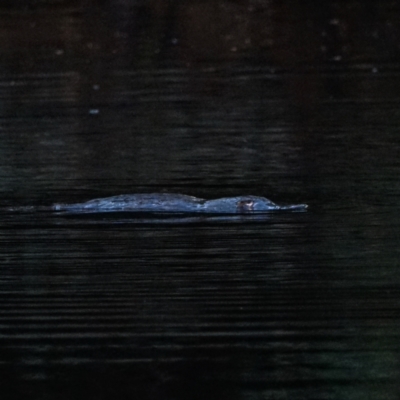 Ornithorhynchus anatinus (Platypus) at Cotter River, ACT - 22 Feb 2021 by Ct1000