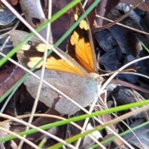 Heteronympha merope at Cook, ACT - 22 Feb 2021