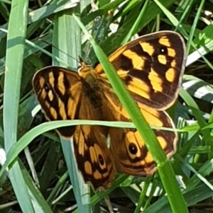 Heteronympha paradelpha at Cook, ACT - suppressed