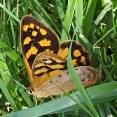 Heteronympha paradelpha at Cook, ACT - 22 Feb 2021