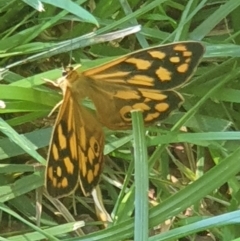 Heteronympha paradelpha at Cook, ACT - suppressed