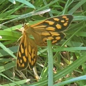 Heteronympha paradelpha at Cook, ACT - suppressed