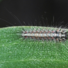 Anestia (genus) (A tiger moth) at Tinderry Nature Reserve - 20 Feb 2021 by Harrisi