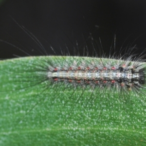 Anestia (genus) at Tinderry, NSW - 20 Feb 2021 02:02 PM