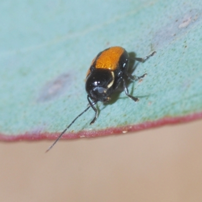 Aporocera (Aporocera) albilinea (A case-bearing leaf beetle) at Tinderry, NSW - 20 Feb 2021 by Harrisi