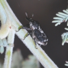 Neolaemosaccus sp. (genus) (A weevil) at Tinderry Nature Reserve - 20 Feb 2021 by Harrisi