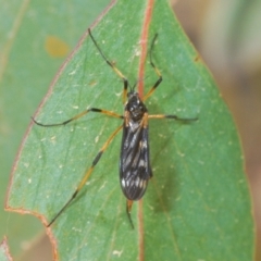 Gynoplistia sp. (genus) (Crane fly) at Tinderry, NSW - 20 Feb 2021 by Harrisi