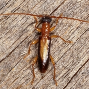 Atesta dorsalis at Melba, ACT - 20 Feb 2021