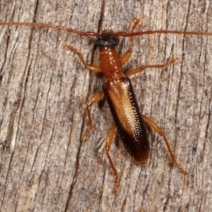 Atesta dorsalis at Melba, ACT - 20 Feb 2021