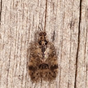 Carobius elongatus at Melba, ACT - 20 Feb 2021 12:23 AM