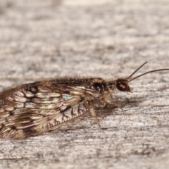 Carobius elongatus at Melba, ACT - 20 Feb 2021