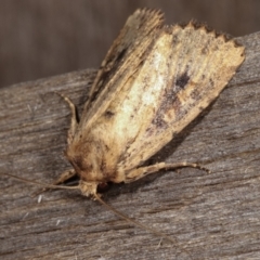 Proteuxoa tortisigna (Streaked Rictonis Moth) at Melba, ACT - 20 Feb 2021 by kasiaaus