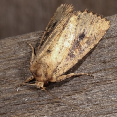 Proteuxoa tortisigna (Streaked Rictonis Moth) at Melba, ACT - 19 Feb 2021 by kasiaaus