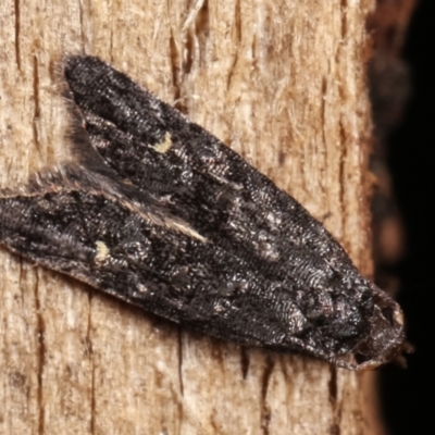 Bondia nigella (A Fruitworm moth (Family Carposinidae)) at Melba, ACT - 20 Feb 2021 by kasiaaus