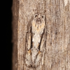 Agriophara dyscapna (A Flat-bodied moth (Depressidae) at Melba, ACT - 20 Feb 2021 by kasiaaus