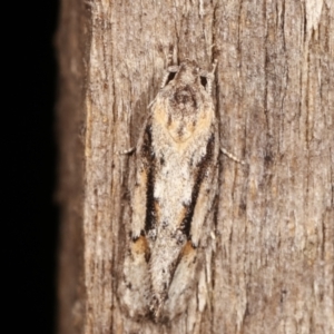 Agriophara dyscapna at Melba, ACT - 20 Feb 2021