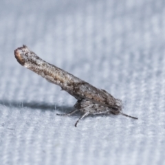 Zelleria cynetica (Rectangular Ermine Moth) at Melba, ACT - 20 Feb 2021 by kasiaaus