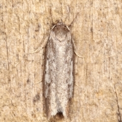 Oecophoridae (family) (Unidentified Oecophorid concealer moth) at Melba, ACT - 19 Feb 2021 by kasiaaus