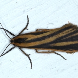 Phaeophlebosia furcifera at Ainslie, ACT - 22 Feb 2021