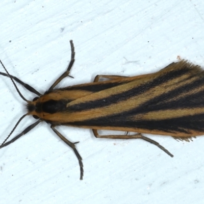 Phaeophlebosia furcifera (Forked Footman) at Ainslie, ACT - 22 Feb 2021 by jb2602