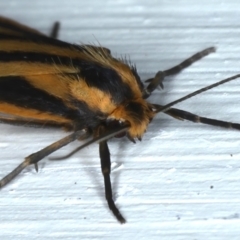 Phaeophlebosia furcifera at Ainslie, ACT - 22 Feb 2021