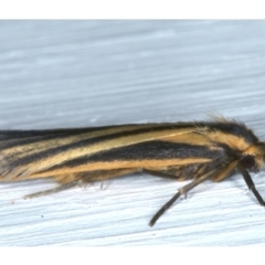 Phaeophlebosia furcifera at Ainslie, ACT - 22 Feb 2021