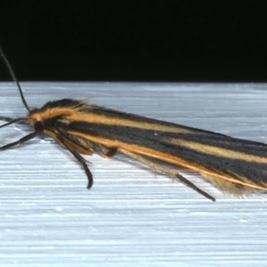 Phaeophlebosia furcifera at Ainslie, ACT - 22 Feb 2021 09:25 PM