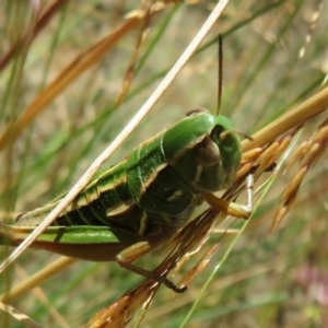 Kosciuscola cognatus at Cotter River, ACT - 20 Feb 2021