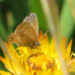 Neolucia agricola at Cotter River, ACT - 20 Feb 2021