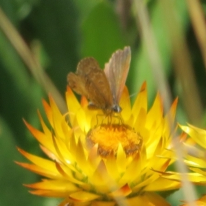 Neolucia agricola at Cotter River, ACT - 20 Feb 2021