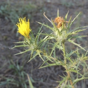 Carthamus lanatus at Stromlo, ACT - 20 Jan 2021 07:36 PM