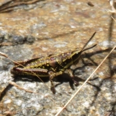 Monistria concinna (Southern Pyrgomorph) at Cotter River, ACT - 20 Feb 2021 by Christine